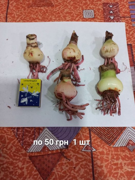 Кімнатні рослини,сукуленти