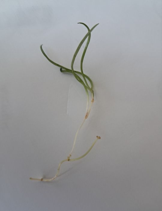 Trawka do akwarium  niska, rośliny akwariowe