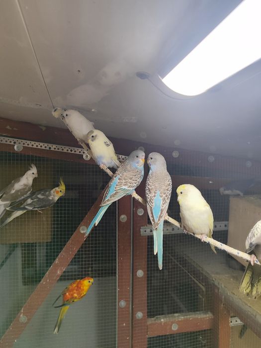 Papugi faliste  sprzedam