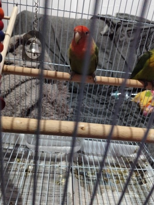 Roseicolli 2 meses e meio