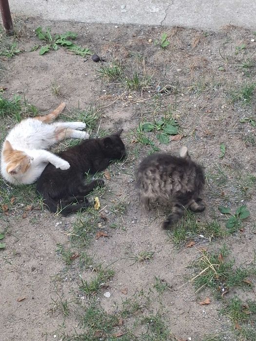 Kotki poszukują domów