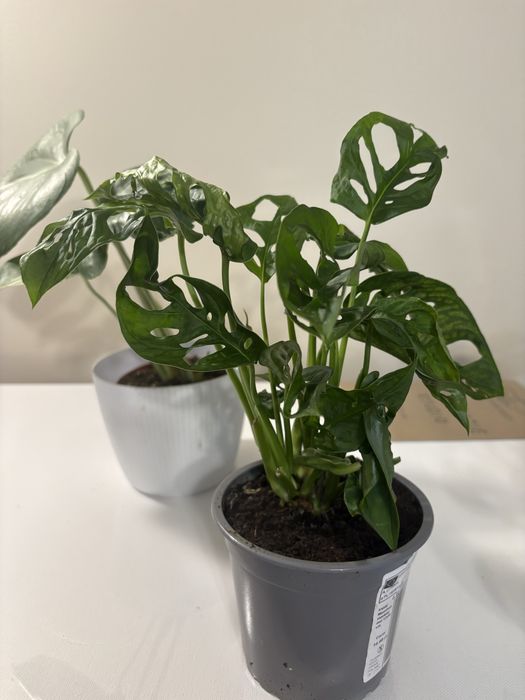 Monstera monkey mask