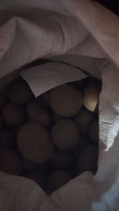 Продам картоплю велику