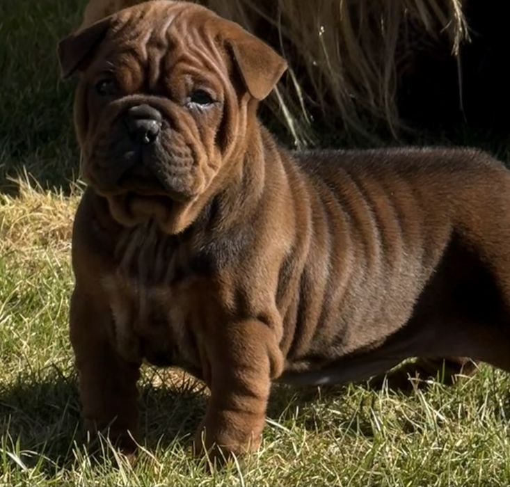 Buldog Chiński  Chongqing Dog  FCI ZKwP