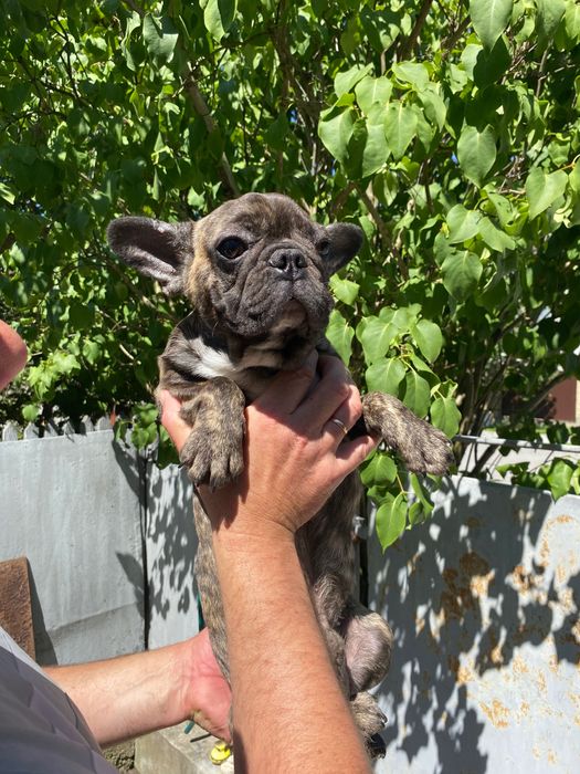 Французький бульдог