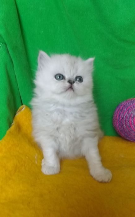 Котята шиншилла серебристая белые