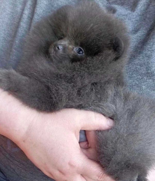 Spitz Anão ou Lulu da Pomerânia  BLUE  com LOP e AFIXO