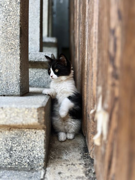 Кошенята в добрі руки