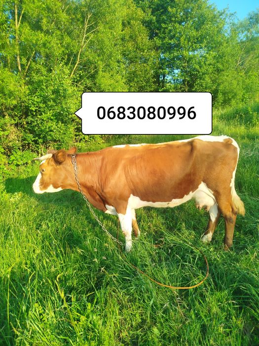 Продам корову красулька