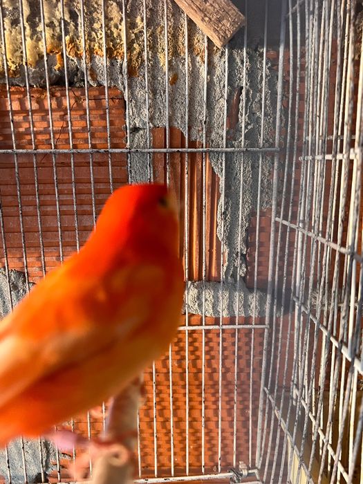 Vendo casal de canários vermelhos