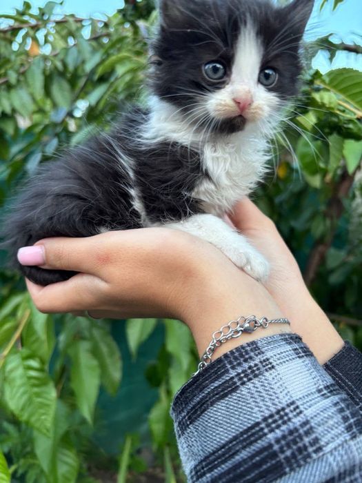 Кошенята хлопчики в добрі  руки