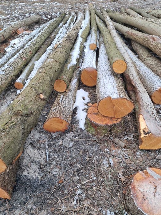 Sprzedam drewno olchowe