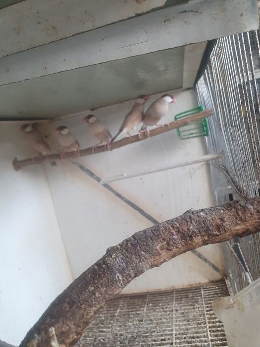 Lonchura oryzivora