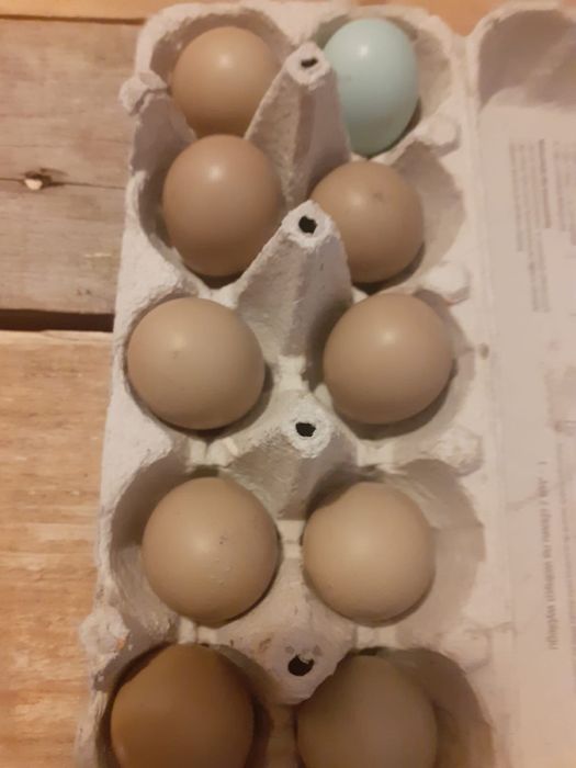 Jaja lęgowe bażanta polnego