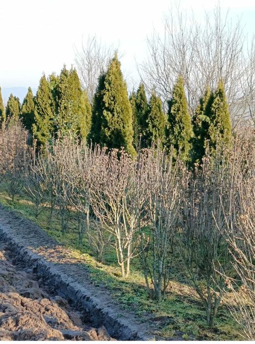 Krzewy wyprzedaż 30-150zł