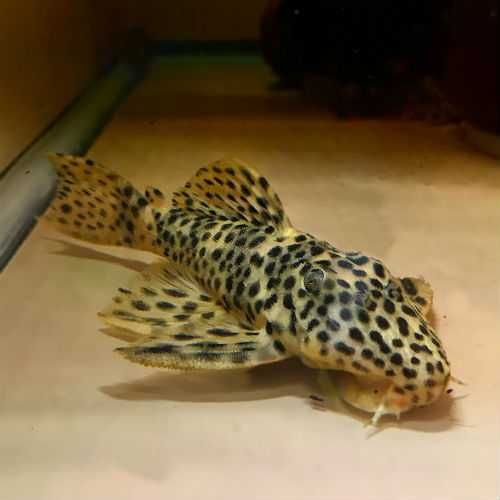L172 Golden Vampire Pleco Zbrojnik WF/F0 ODŁÓW ok. 14cm