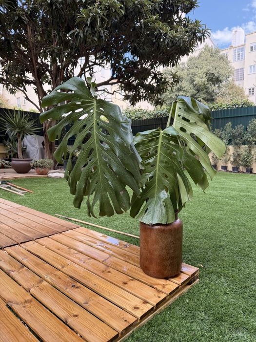Monstera Deliciosa gigantea