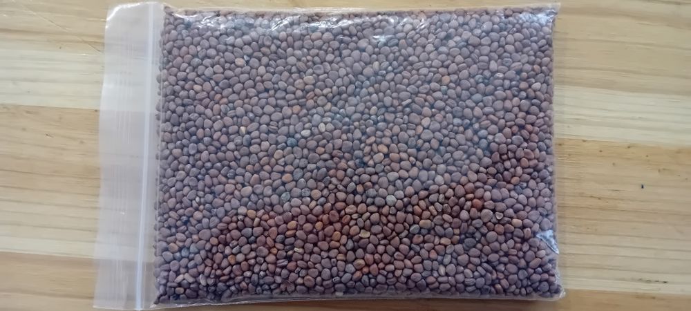 Sementes microgreens