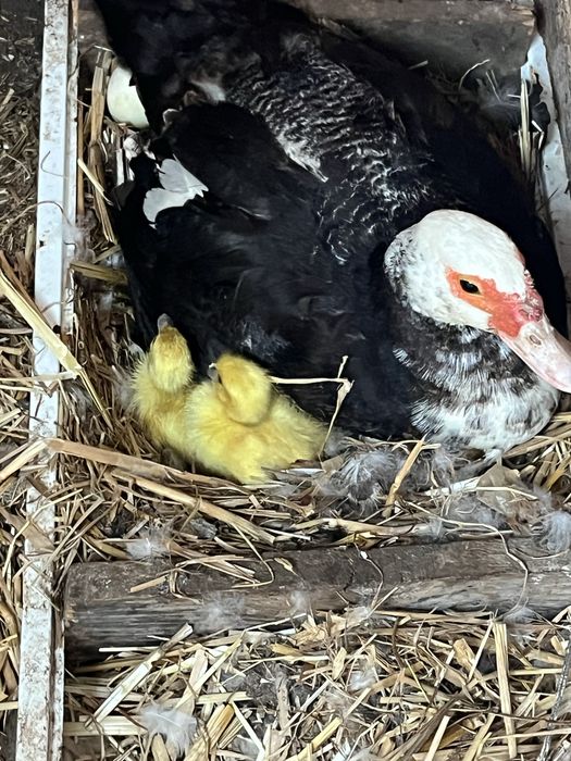 Patinhos mudos para nascerem em breve