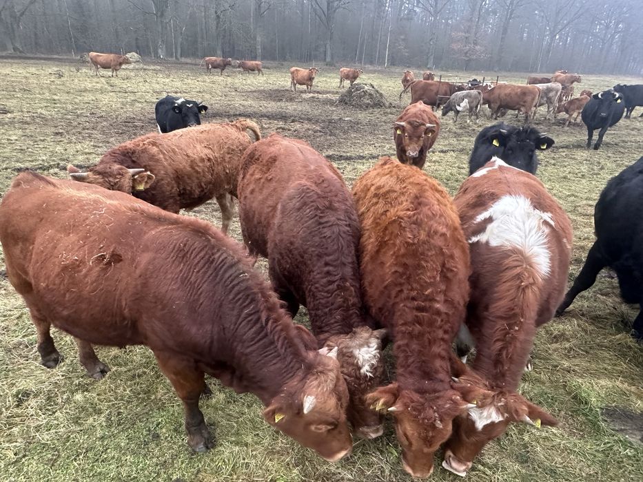 Sprzedam bydło mięsne