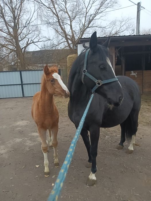 Sprzedam klacz z źrebakiem