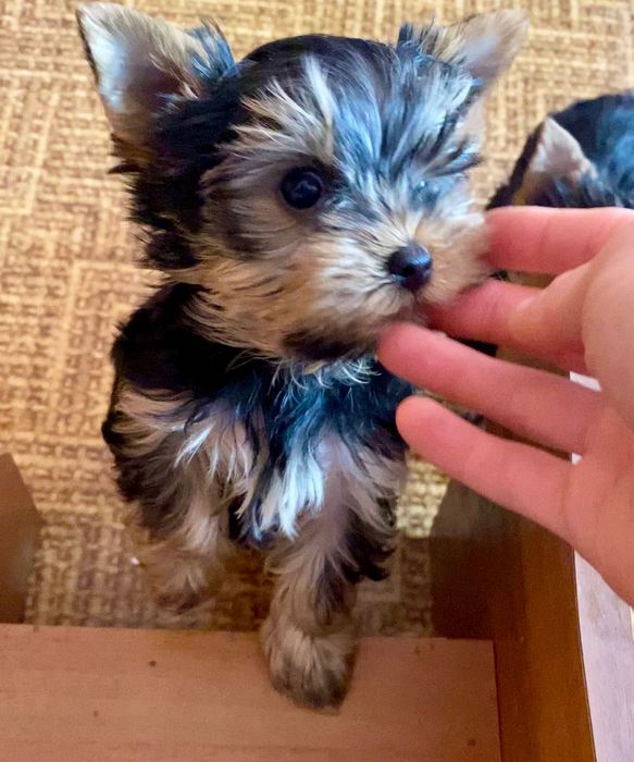 Щенки Йоркширских терьеров. 4500 грн. Каменское (Днепродзержинск)