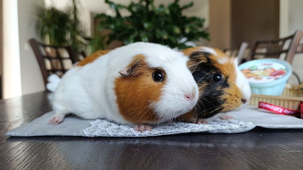 Różne Świnki morskie cavia domowa