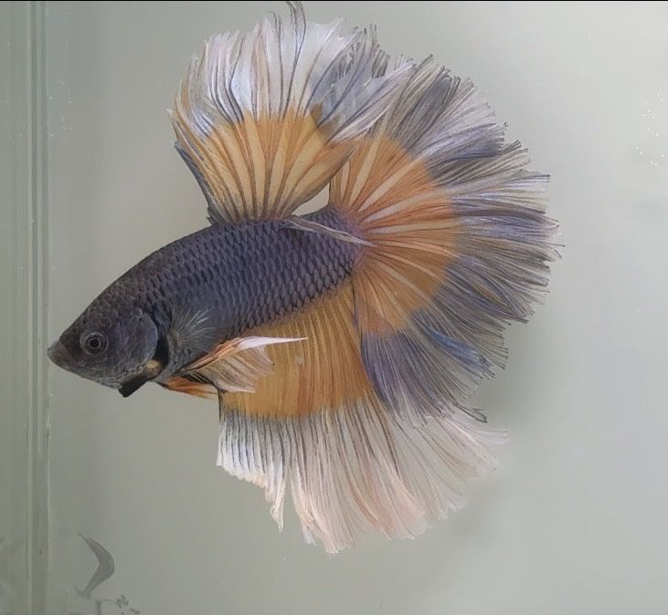 Diversidade de Bettas importados