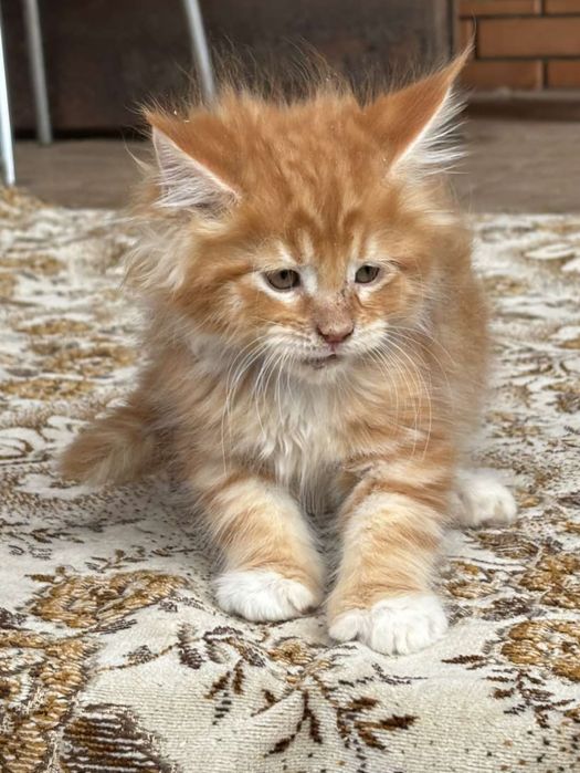 Самые ласковые котята мейкунчики.