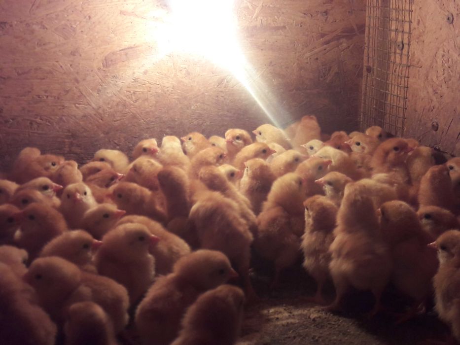 Добові м"ясо яєчні курчата ( Редбро, Мастер, Голошия)