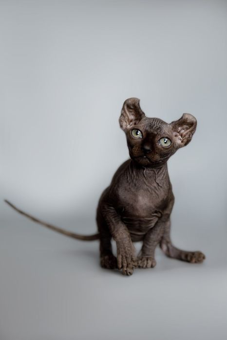 Котёнок, девочка, есть мальчики, порода СФИНКС, 2 месяца, голубые глаз