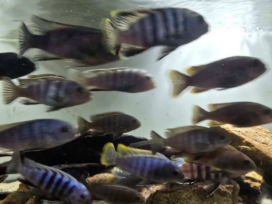 Cynotilapia zebroides