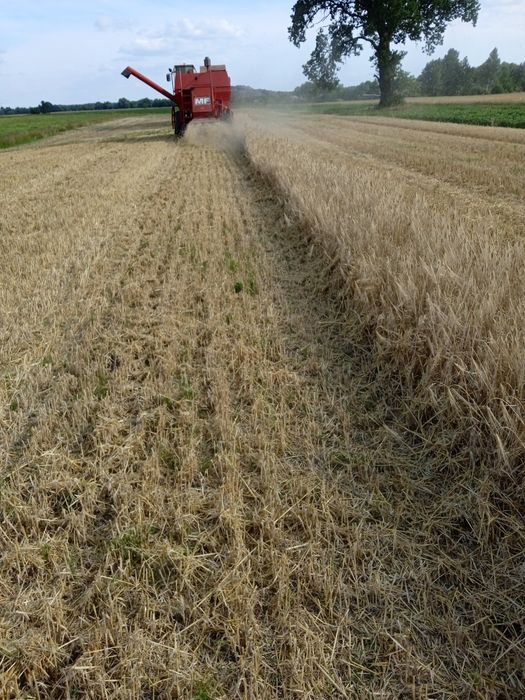 Продам озимий ячмінь.