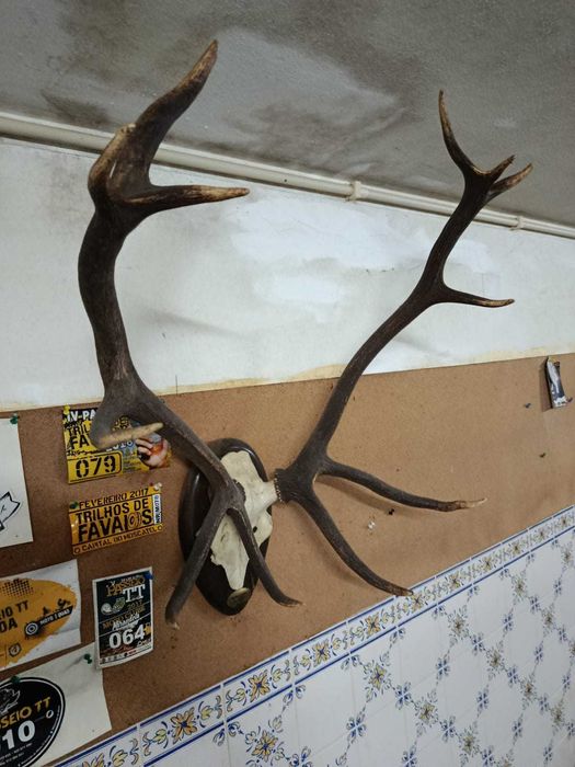 Cornos/chifres decorativos genuínos!