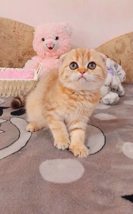 Казкова дівчинка,  неймовірна красунечка і мазунка