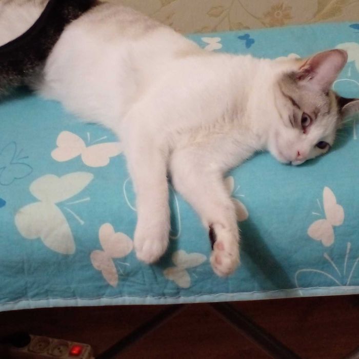 Кошечка ищет семью