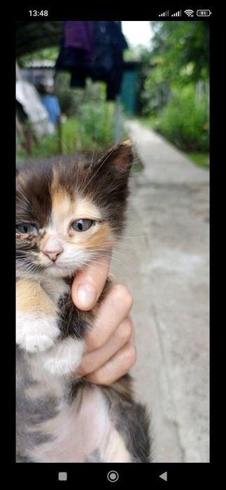 Кошенята віддам в добрі руки