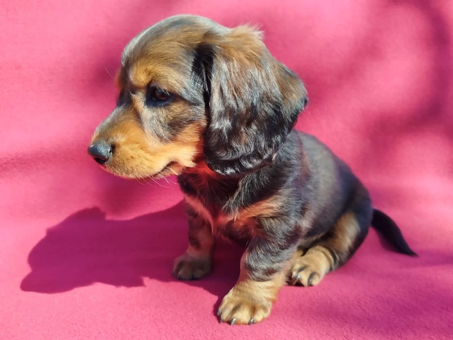 Jamnik długowłosy Standard