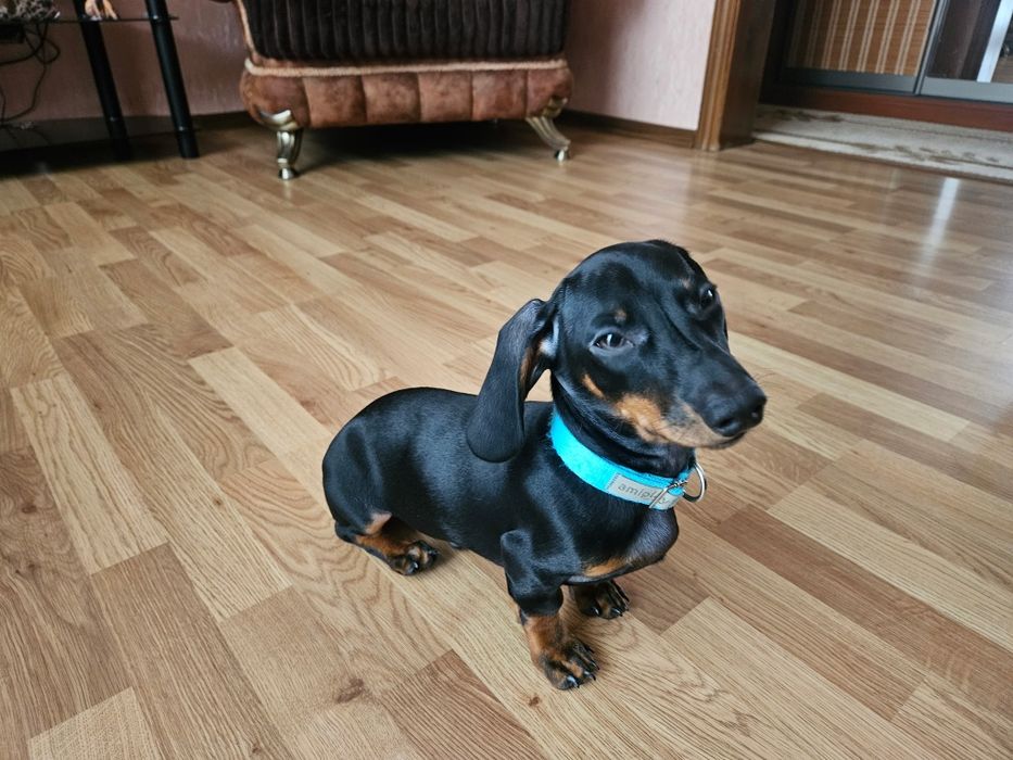 Цуценя мініатюрна такса