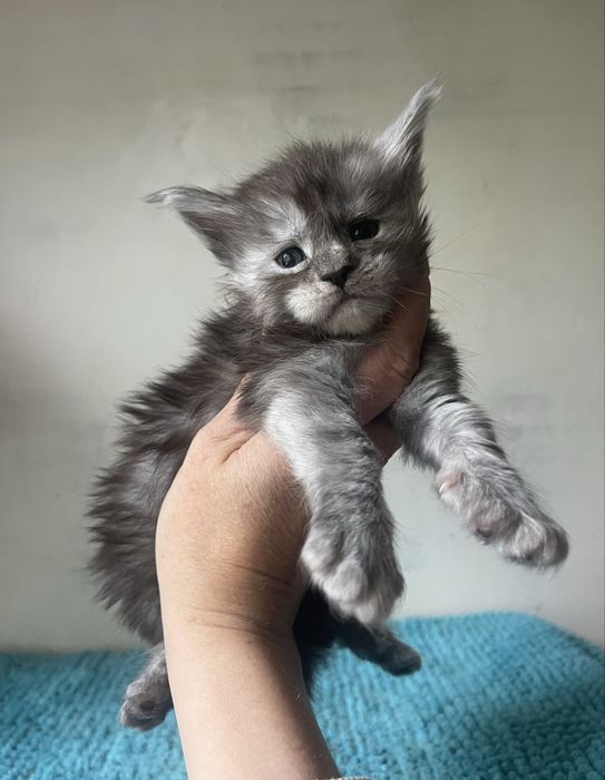 Мейн кун котята