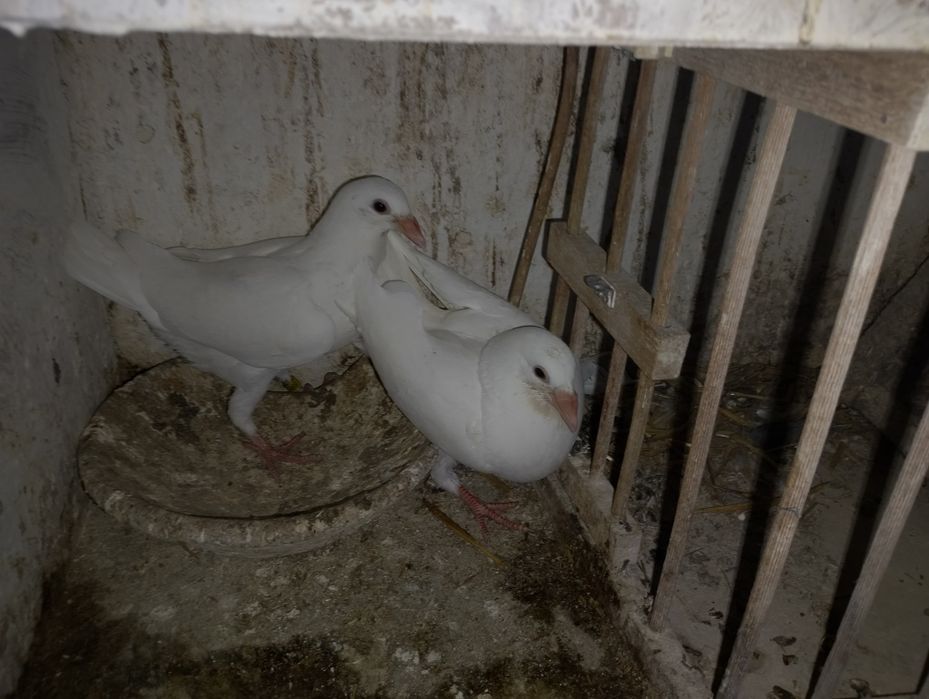 Gołębie pocztowe młode białe czarne czerwone