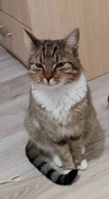 Duży kot Simba szuka domu