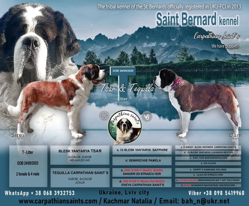 Довгошерстний хлопчик сенбернар. Офіційний розплідник КСУ FCI