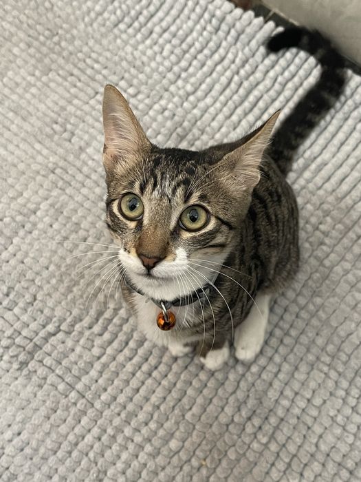 Dog Walker/ Pet Sitter Lisboa