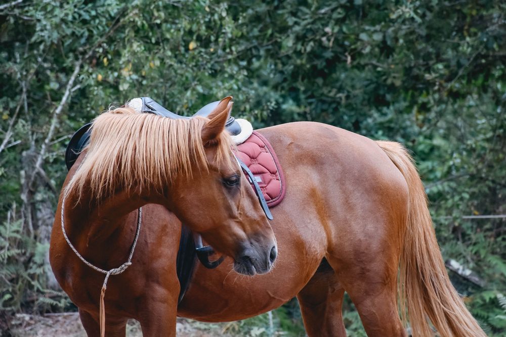 Poldro Palomino para venda