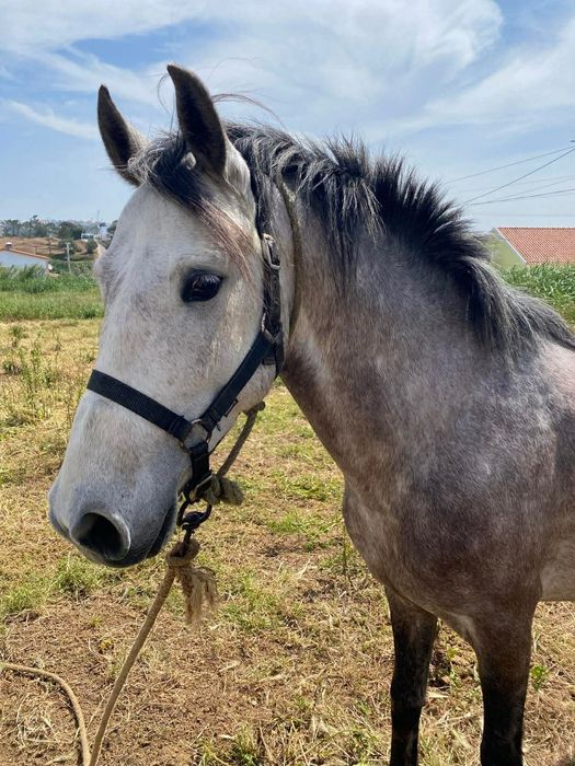 Cavalo russo ....