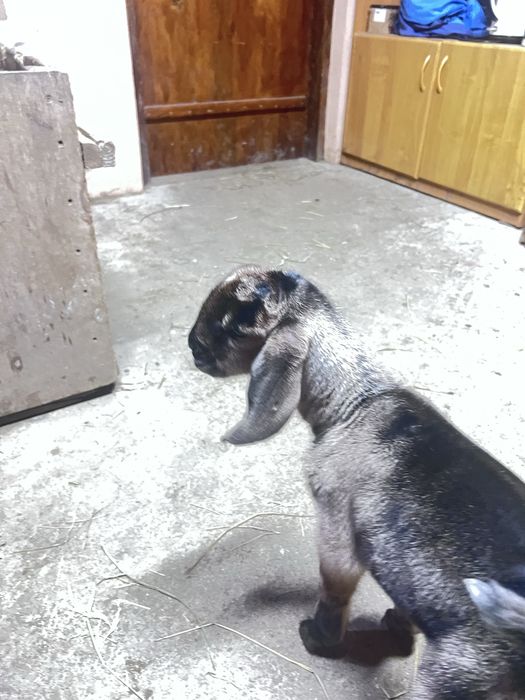 Англонубійська порода