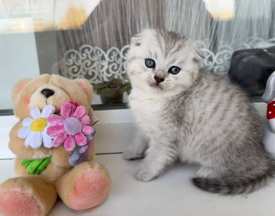 Шотландські кошенята