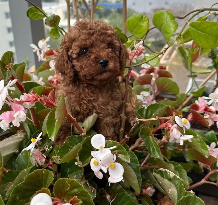 Гарний той пудель хлопчик