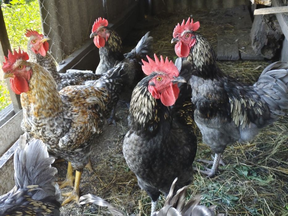 Продам питуха годовалый